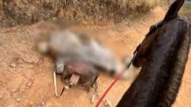 ‘Cortei por cortar’: homem que cortou patas de cavalo disse que estava alcoolizado e se diz arrependido